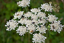 A miscellaneous selection of flies including Muscids and Syrphids together with solitory wasps on Hogweed flower, UK