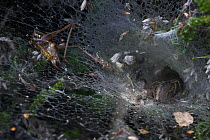 Labyrinth spider (Agelena labyrinthica) in retreat in funnel web, rear view showing spinners and abdominal markings and half eaten bush cricket on web, UK, Agelenidae