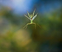 Ethiopian praying mantis {Miomantis abyssinica} in flight