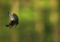 Chinese peacock butterfly {Papilio bianor} in flight, from Asia.