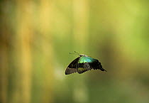 Blue swallowtail butterfly {Papilio peranthus} in flight, from East Indies