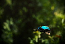 Blue swallowtail butterfly {Papilio peranthus} in flight, from East Indies