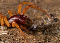 Woodlouse spider {Dysdera crocata} feeding on woodlouse prey, UK, Dysderidae