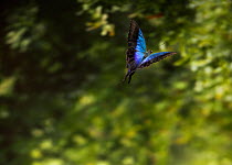 Swallowtail butterfly {Papilio pericles} in flight, from SE Asia