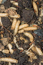 Blowfly {Calliphoridae} larvae, maggots, in soil, UK