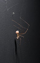 Daddy long legs spider {Pholcus phalangioides} with egg-sac, UK, Pholcidae