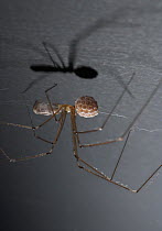Daddy long legs spider {Pholcus phalangioides} with egg-sac, walking upside-down on ceiling, UK, Pholcidae