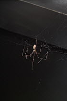 Daddy long legs spider {Pholcus phalangioides}  UK, Pholcidae