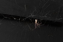 Daddy long legs spider {Pholcus phalangioides} on web, UK, Pholcidae