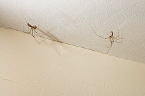 Two Daddy long legs spiders {Pholcus phalangioides} one on left with egg-sac, UK, Pholcidae