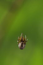 Dictynid spider (Dictyna arundinacea) hanging on web, UK, Dictynidae