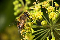 Drone / Hover fly {Eristalis tenax} feeding on ivy flower, Sussex, UK