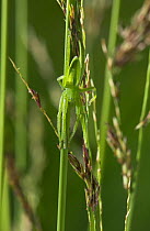 Green meadow spider (Micrommata virescens) sub-adult female, UK, Sparassidae