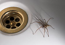House spider {Tegenaria sp} male in bath next to plug-hole, Agelenidae