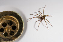 House spider {Tegenaria sp} male in bath next to plug-hole, Agelenidae