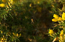 Lesser garden spider {Meta segmentata} on web on gorse at twilight, Sussex, UK, Tetragnathidae