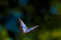 Common morpho butterfly (Morpho peleides) in flight, from South America