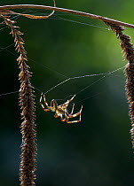 Orb weaver spider (Araneus marmoreus) on web, UK
