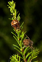 Orb weaver spider {Agalenatea redii} two colour forms on vegetation, UK, Araneidae