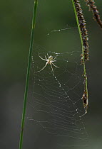 Lesser garden spider (Meta segmentata) on web, UK, Tetragnathidae