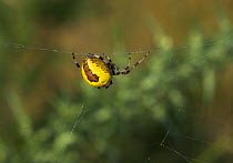 Marbled orb weaver spider {Araneus marmoreus} on web, UK, Araneidae