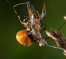 Orb weaver spider (Araneus quadratus) wrapping insect prey, UK, Araneidae