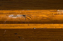 Window spider (Zygiella x-notata) with prey on window frame, UK, Araneidae