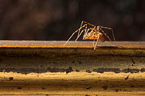 Spitting spider (Scytodes thoracica) on picture frame, UK, Scytodidae