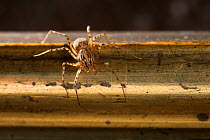 Spitting spider (Scytodes thoracica) on picture frame, UK, Scytodidae