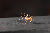 Spitting spider (Scytodes thoracica) UK, Scytodidae