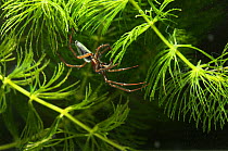 European water spider {Argyroneta aquatica} underwater, UK, Argyrometidae