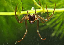 European water spider {Argyroneta aquatica} underwater, close up showing large jaws, UK, Argyrometidae