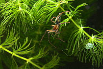 European water spider {Argyroneta aquatica} underwater, UK, Argyrometidae