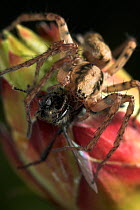Buzzing spider (Anyphaena accentuata) with inseect prey, UK, Anyphaenidae