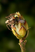 Buzzing spider (Anyphaena accentuata) on bud with insect prey, UK, Anyphaenidae
