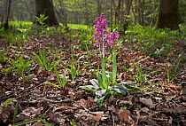 Early purple orchid (Orchis muscula) flowering in woodland, UK