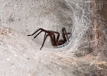 House spider (Tegenaria sp) lurking at entrance of funnel web, UK, Agelenidae