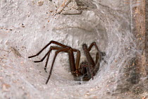 House spider (Tegenaria domestica) lurking at entrance of funnel web, UK, Agelenidae