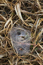 Labyrinth spider (Agelena labyrinthica) juvenile on web, UK, Agelenidae