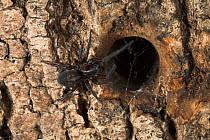 Black lace weaver spider (Amaurobius ferox) at hole in tree trunk, UK, Amaurobiidae