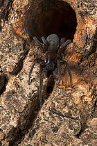 Black lace weaver spider (Amaurobius ferox) emerging from hole in tree trunk, UK, Amaurobiidae