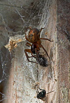 Black lace weaver spider (Amaurobius ferox) with woodlice prey on web, UK, Amaurobiidae