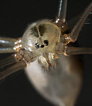 Daddy long legs spider {Pholcus phalangiodes} showing unusual eye arrangement, UK, Pholcidae