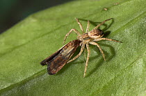 Running crab spider (Philodromus dispar) female with moth prey, Philodromidae