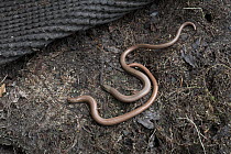 Pair of Slow worms (Lacerta gracilis) seeking warmth under cover of compost heap, UK