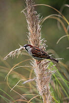 Common / House sparrow {Passer domesticus} perched on grass seed head collecting nesting material, UK