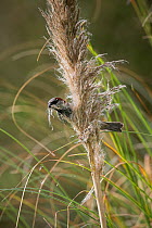 Common / House sparrow {Passer domesticus} perched on grass seed head collecting nesting material, UK