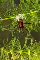 Water spider (Argyroneta aquatica) underwater, in air bubble bell chamber, Argyronetidae