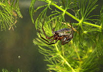 Water spider (Argyroneta aquatica) underwater,  with Woodlouse prey {Ascellus sp} Argyronetidae