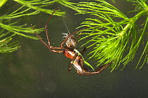 Water spider (Argyroneta aquatica) underwater,  with Woodlouse prey {Ascellus sp} Argyronetidae